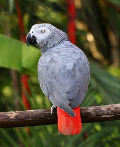 African Grey Parrot for Sale in Chennai