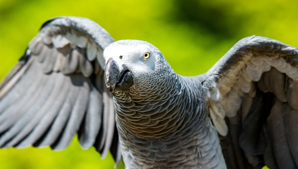 Congo African Grey Parrot Price in Udumalpet