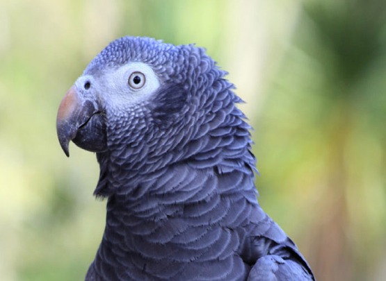 African Grey Parrot Price in Chennai