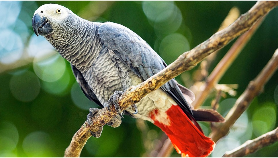 Talking African Grey Parrot for Sale in Coimbatore