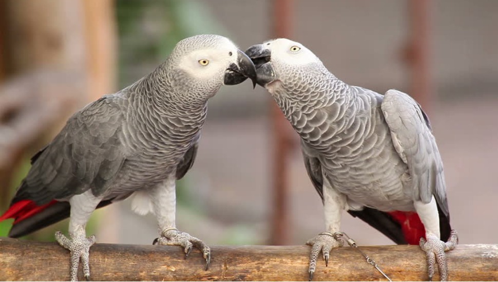 Congo Grey Parrot Price in Tirupur