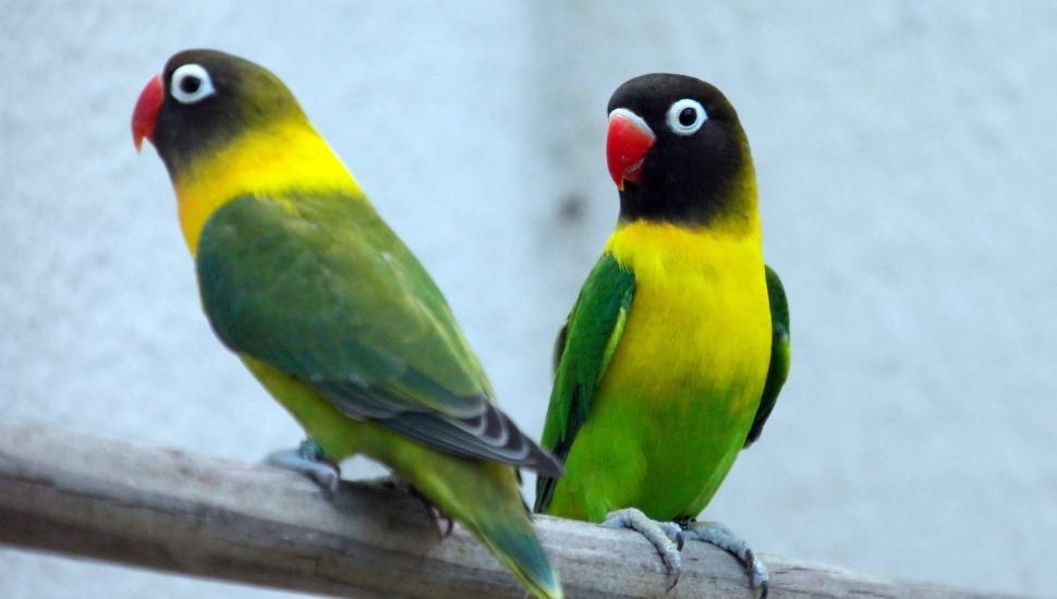 African Love Birds Price in Coimbatore