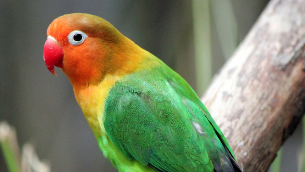 Lutino African Pet Love Birds / Grey Parrots For Sale in Coimbatore