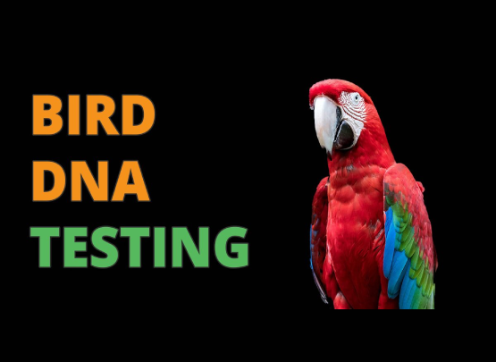 Bird DNA Testing in Coimbatore