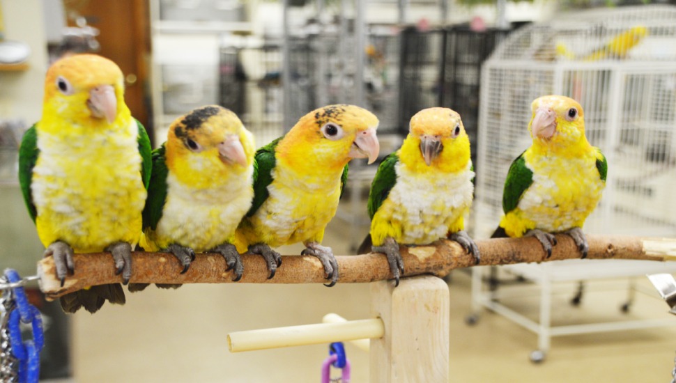 Baby Caique for Sale in Coimbatore