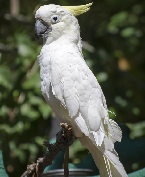 Sulphur Crested Cockatoo Birds Price In Coimbatore