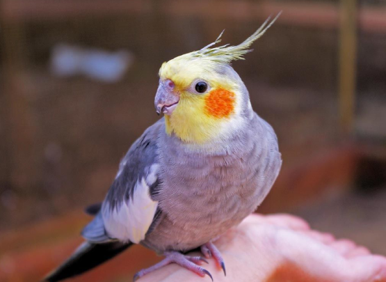 Pet Birds Feeding Recommendation in Coimbatore