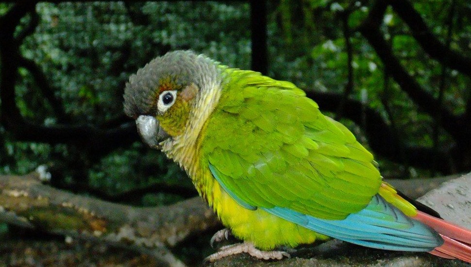 Yellow Green Conure for Sale in Coimbatore