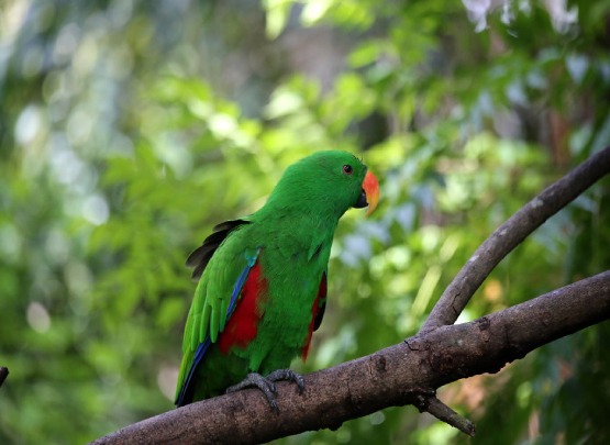Female Eclectus Parrot Price in Coimbatore