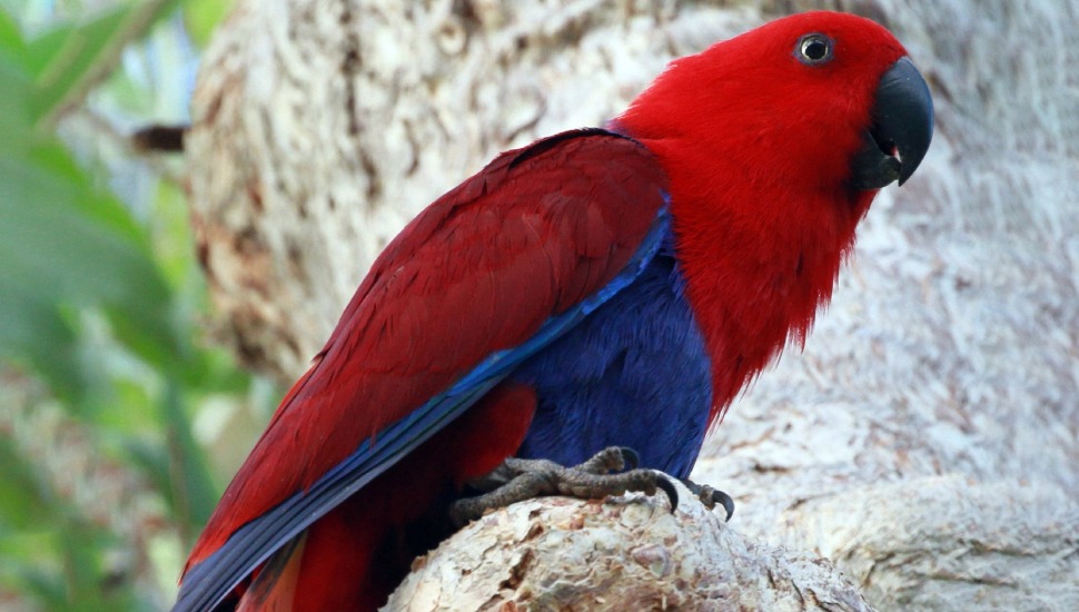 Eclectus Parrot for Sale in Coimbatore