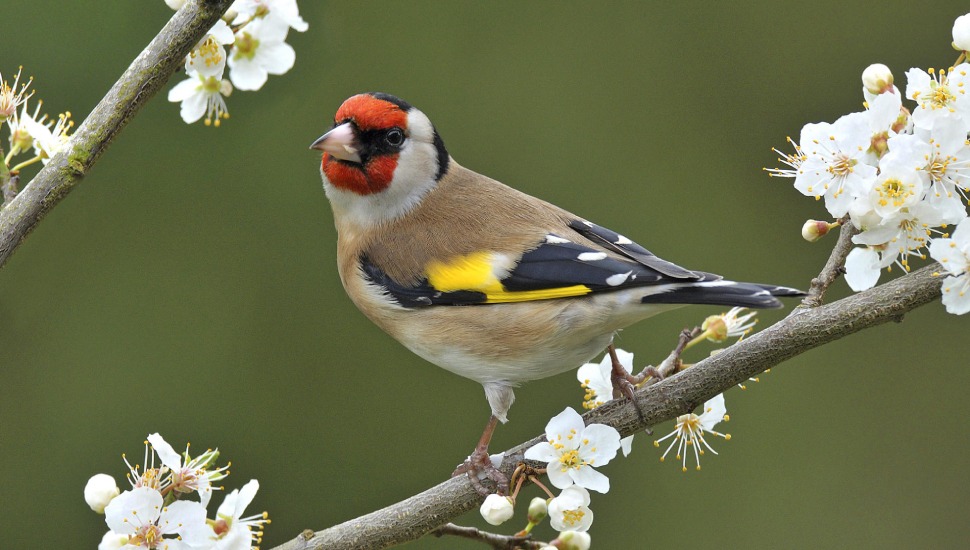 Golden Finch for Sale in Coimbatore