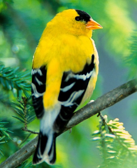 American Goldfinch For Sale At Low Price in Coimbatore