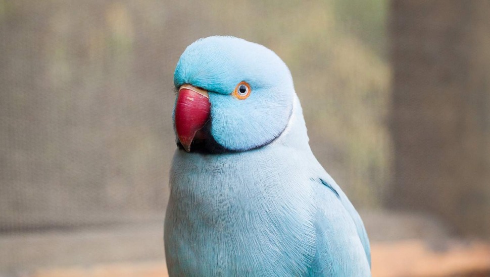 Blue Ringneck Parakeet Price in Coimbatore