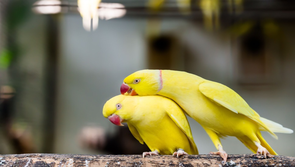 Yellow Ringneck Parakeet for Sale in Coimbatore