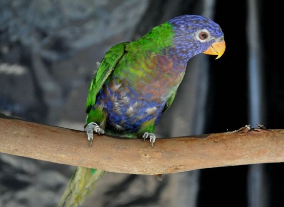 Blue Fronted Lorikeet for Sale in Coimbatore