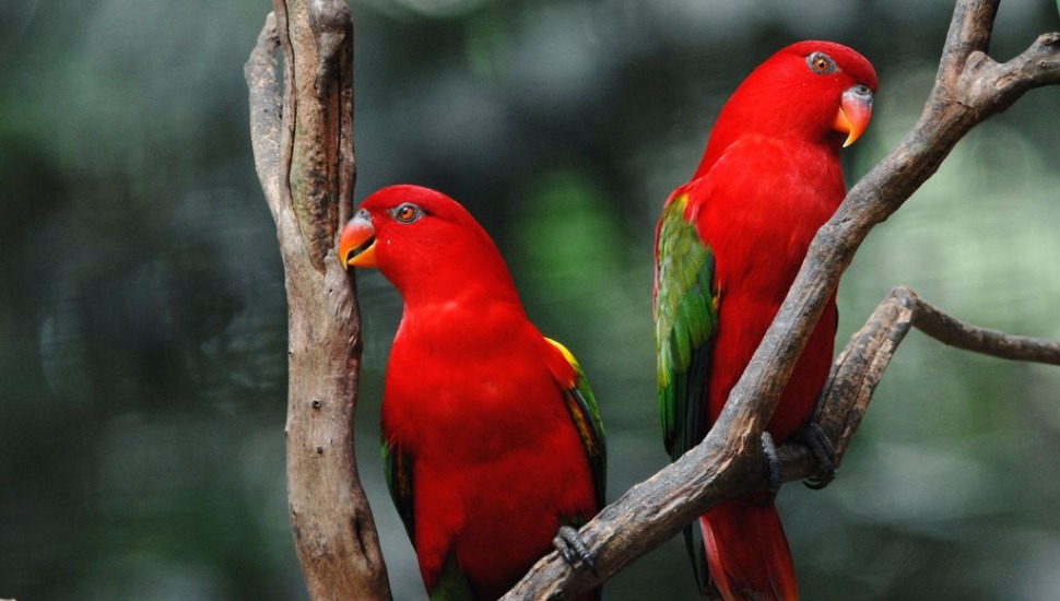 Red Lory Price in Coimbatore