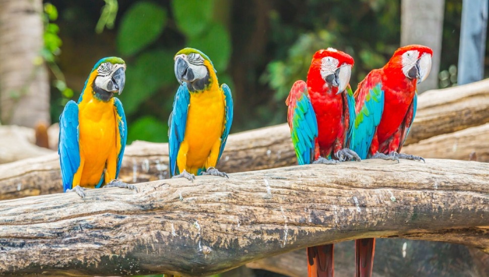 Blue and Gold Macaw Price in Chennai