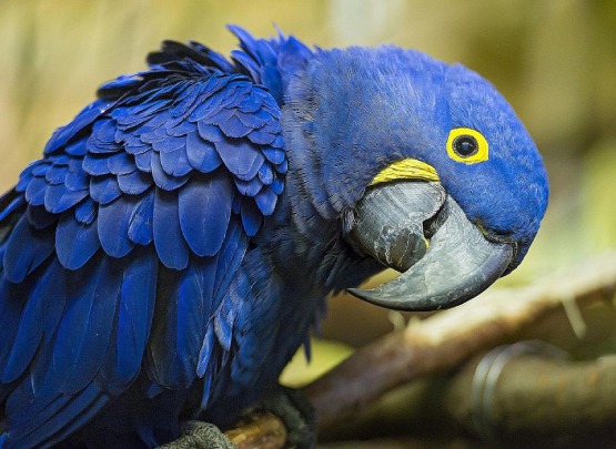 Hyacinth Macaw for Sale in Coimbatore