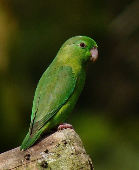 Green Parrotlet Price in Cuddalore
