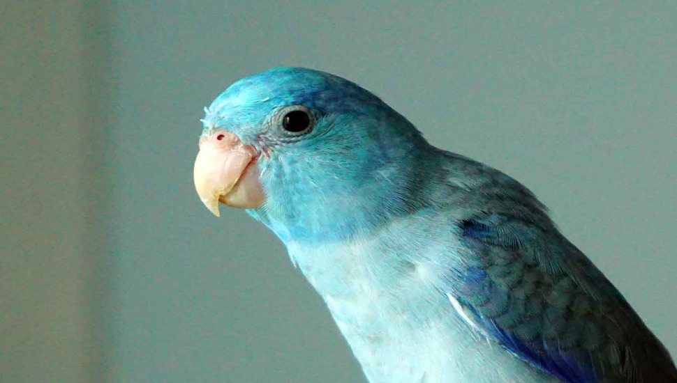 Pacific Parrotlet Price in Coimbatore