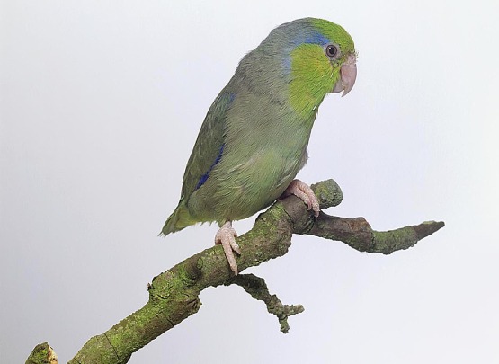 Pacific Green Parrotlet Price in Coimbatore