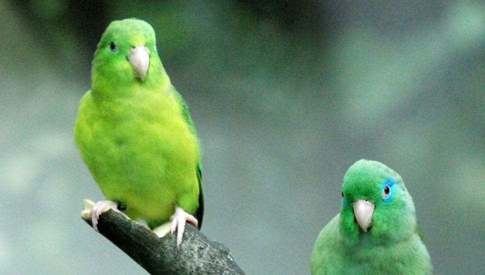 Pacific Green Parrotlet for Sale in Coimbatore