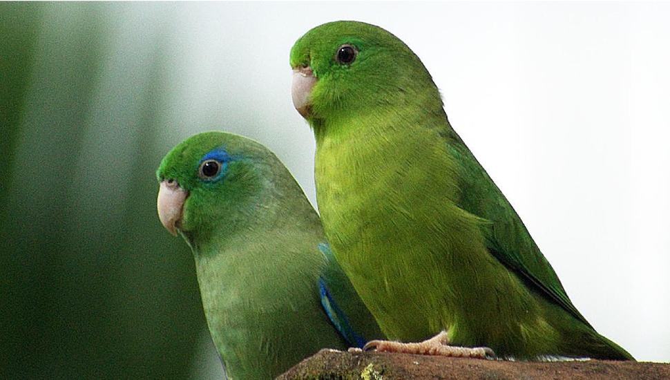 Green Parrotlet for Sale in Coimbatore