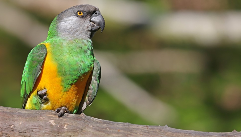 Senegal Parrot for Sale in Coimbatore