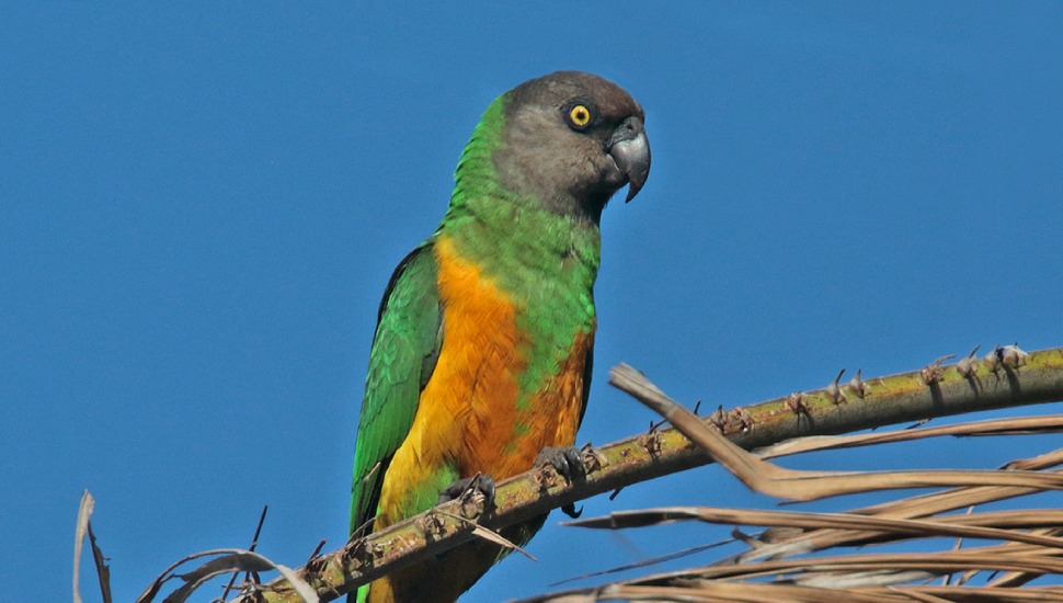 Senegal Parrot Price in Coimbatore