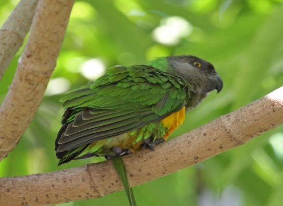 Senegal Parrot Price in Udumalpet