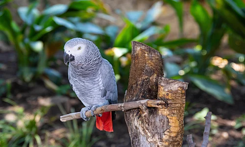 African Grey Parrots Price in Tamilnadu