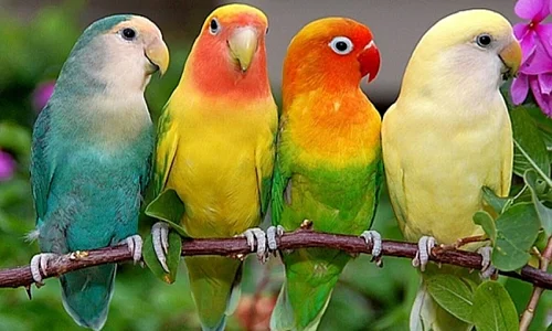 African Love Birds Price in Coimbatore