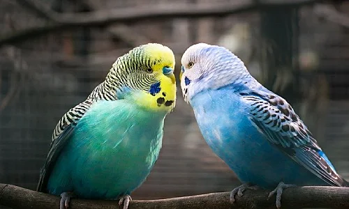 Love Birds Price in Chennai
