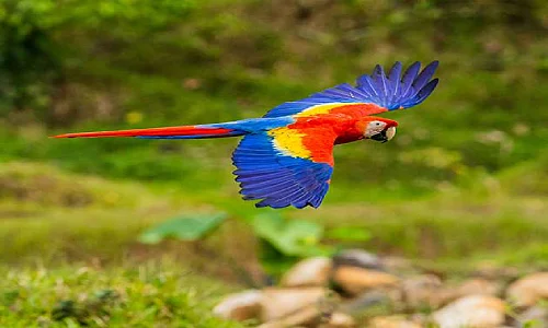 Macaw Parrot Price in Thoothukudi