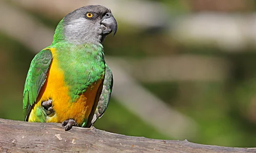 Senegal Parrot Price in Salem
