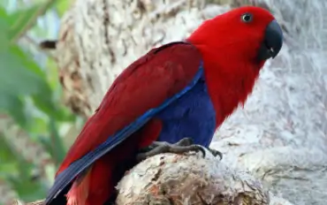 Eclectus Parrot For Sale In Karur