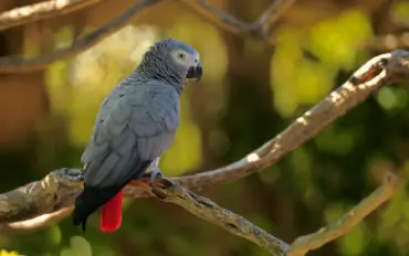 African Grey Parrots For Sale in Coimbatore