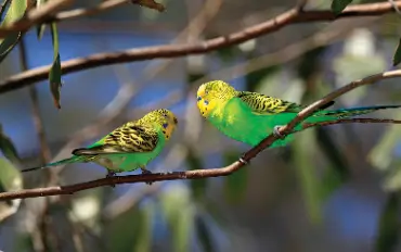 Love Birds For Sale in Pollachie