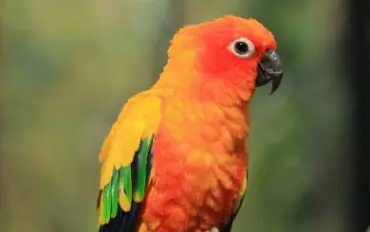 Sun Conure Parrot Breeders For Sale In Udumalpet