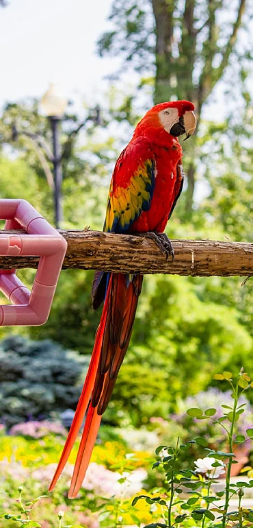 Scarlet Macaw Parrot Price in Erode