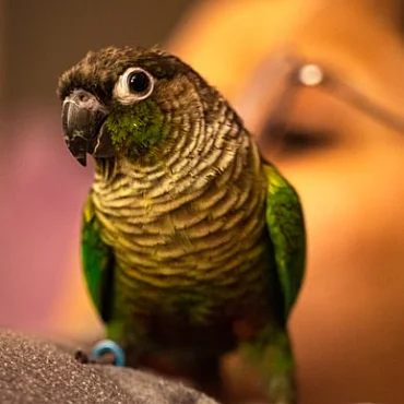 Pearly Conure in Tiruppur
