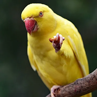 Yellow Parrot for Sale in Tirunelveli