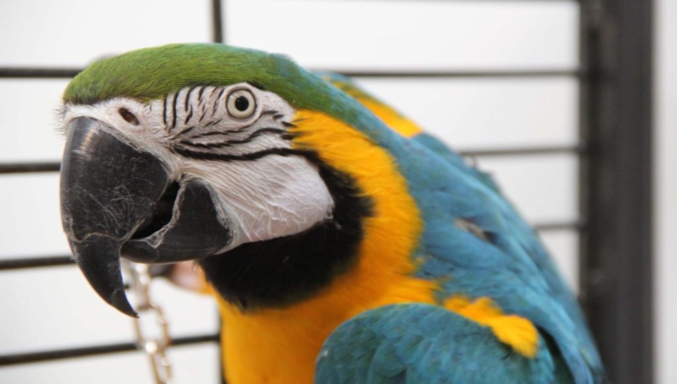 Blue and Gold Macaw for Adoption in Coimbatore