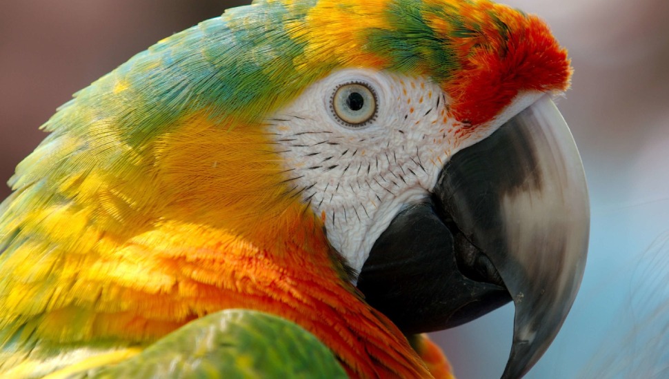 Hybrid Macaw for Adoption in Coimbatore
