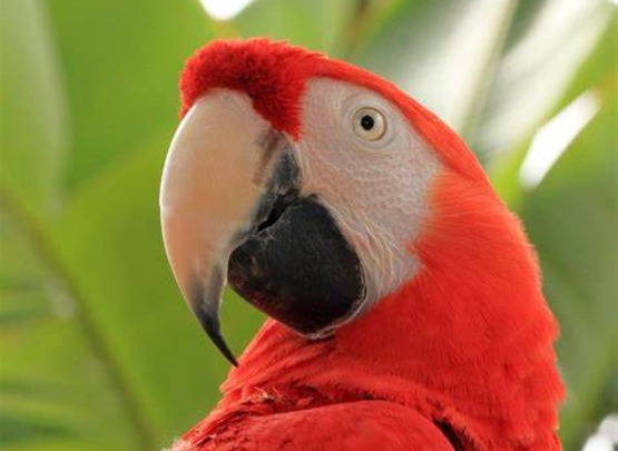 Scarlet Macaw for Adoption in Pollachi