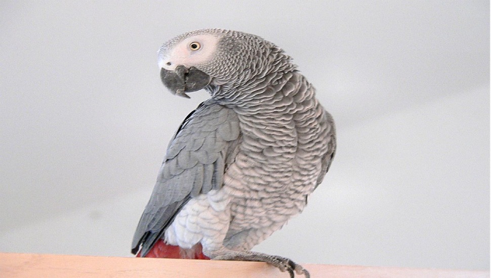African Grey Parrot for Adoption in Coimbatore