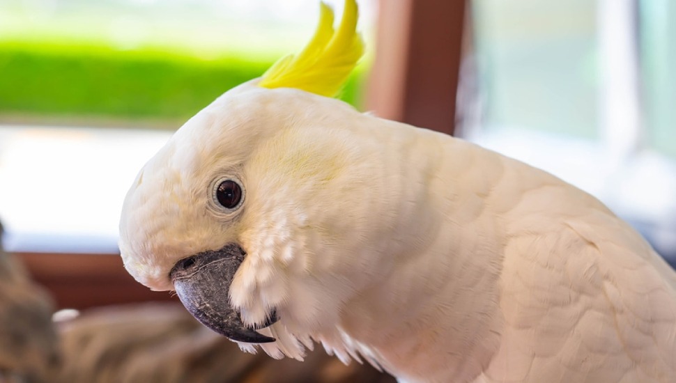 Sulphur Crested Cockatoo for Adoption in Coimbatore