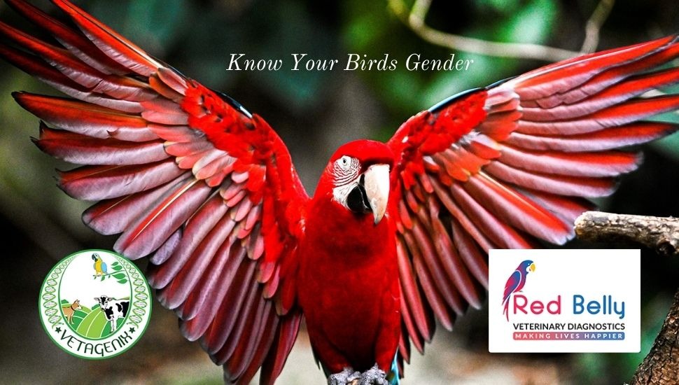 Birds Gender Certification in Coimbatore
