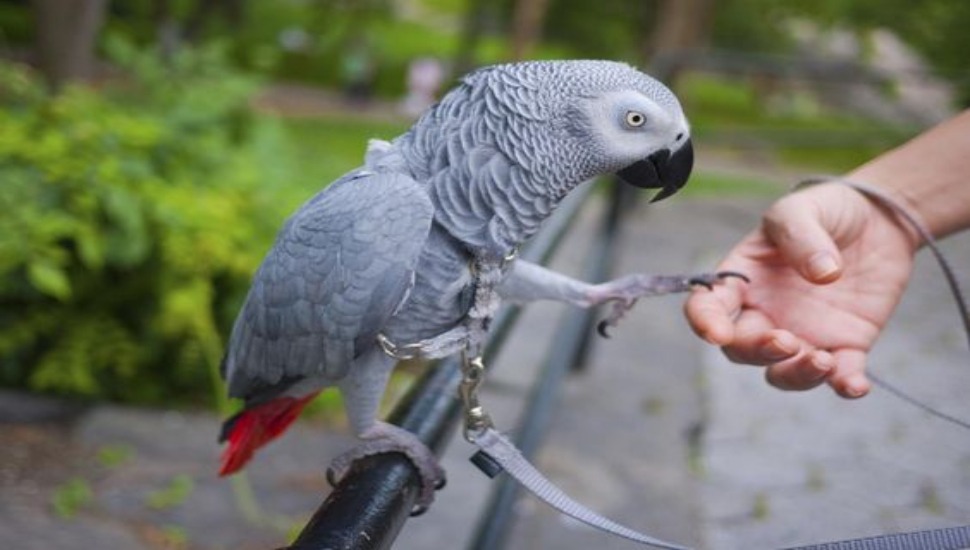 African Grey Parrot Price in Madurai