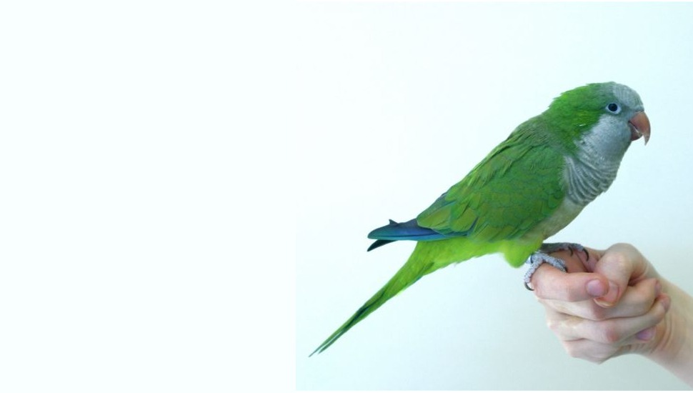 Monk Parakeet for Sale in Trichy